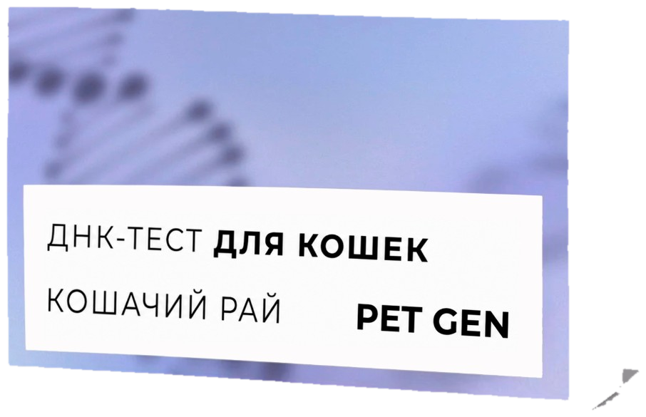 Набор PET GEN «Кошачий рай»